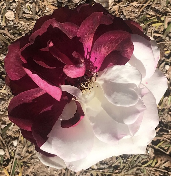 Two-coloured rose chimera, half white, half magenta